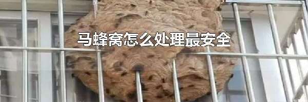 马蜂窝怎么处理最安全