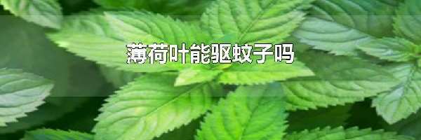 薄荷叶能驱蚊子吗