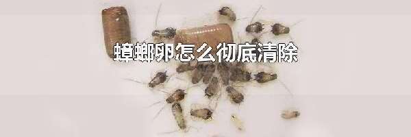 蟑螂卵怎么彻底清除