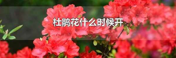 杜鹃花什么时候开