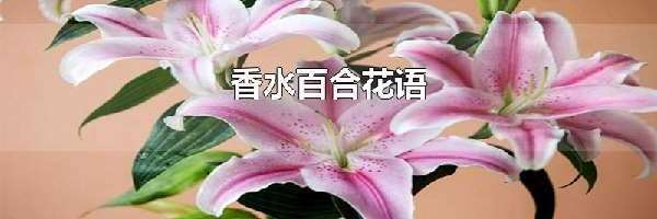 香水百合花语