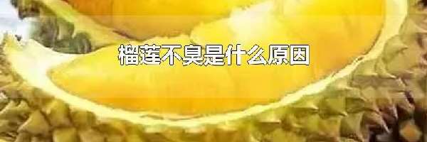 榴莲不臭是什么原因