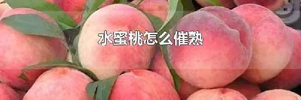 水蜜桃怎么催熟