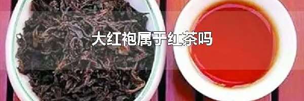 大红袍属于红茶吗