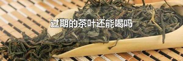 过期的茶叶还能喝吗