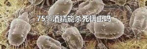 75%酒精能杀死螨虫吗