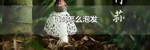 竹荪怎么泡发