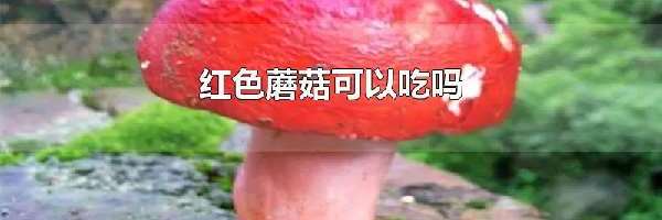 红色蘑菇可以吃吗