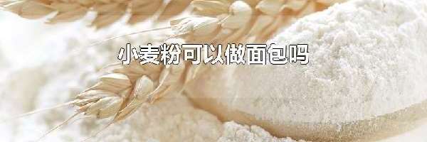 小麦粉可以做面包吗