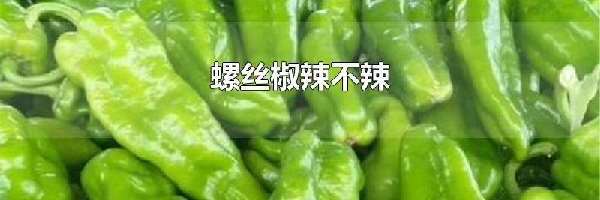 螺丝椒辣不辣