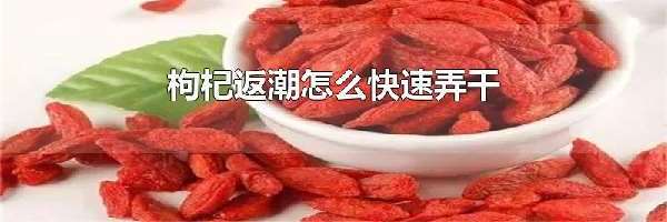 枸杞返潮怎么快速弄干