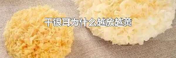 干银耳为什么越放越黄