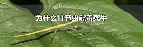 为什么竹节虫能毒死牛