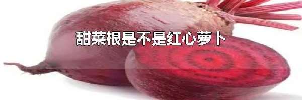 甜菜根是不是红心萝卜