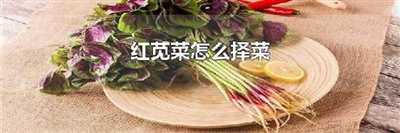 红苋菜怎么择菜