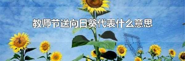 教师节送向日葵代表什么意思