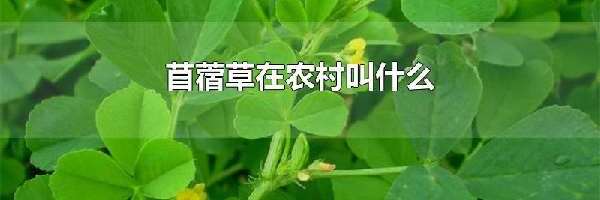 苜蓿草在农村叫什么