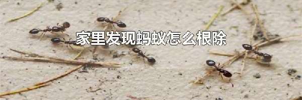 家里发现蚂蚁怎么根除