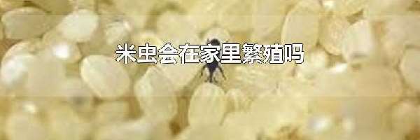 米虫会在家里繁殖吗