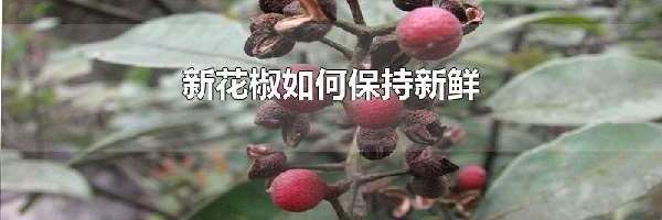 新花椒如何保持新鲜