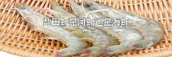 盐田虾是河虾还是海虾