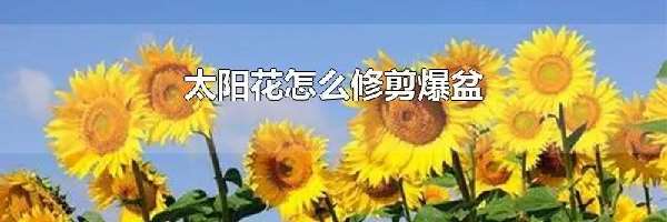 太阳花怎么修剪爆盆