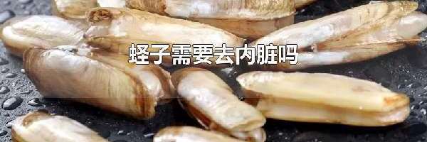 蛏子需要去内脏吗