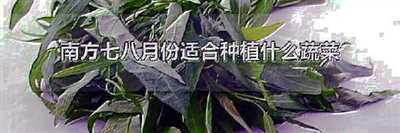 南方七八月份适合种植什么蔬菜