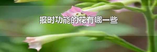 报时功能的花有哪一些