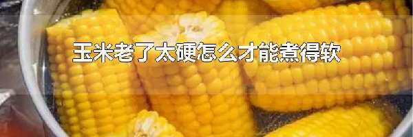 玉米老了太硬怎么才能煮得软