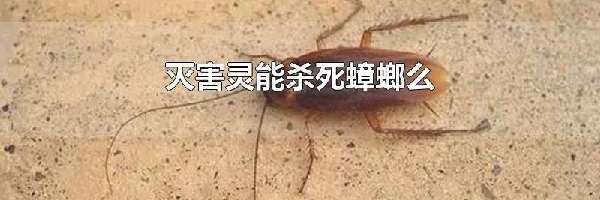 灭害灵能杀死蟑螂么