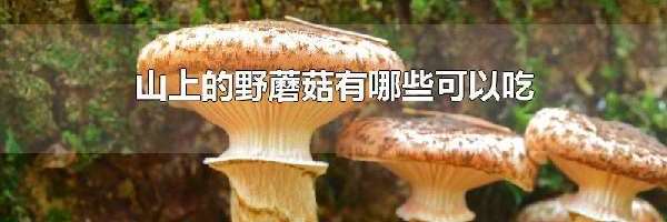 山上的野蘑菇有哪些可以吃