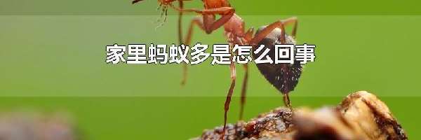 家里蚂蚁多是怎么回事