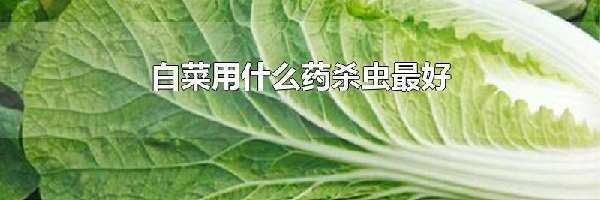 白菜用什么药杀虫最好