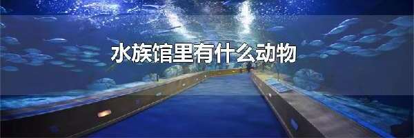 水族馆里有什么动物