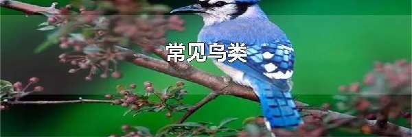 常见鸟类