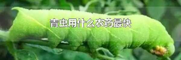 青虫用什么农药最快