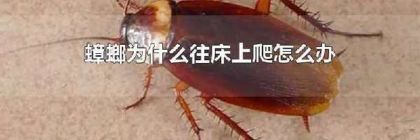 蟑螂为什么往床上爬怎么办