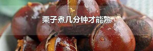 栗子煮几分钟才能熟