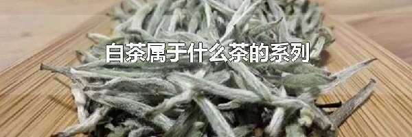 白茶属于什么茶的系列