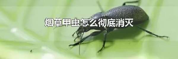 烟草甲虫怎么彻底消灭