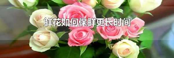 鲜花如何保鲜更长时间