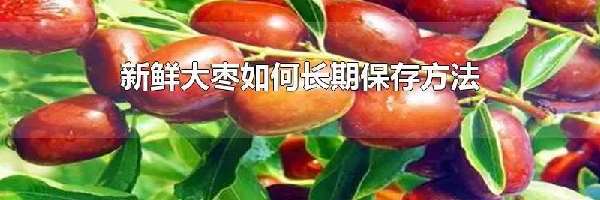 新鲜大枣如何长期保存方法