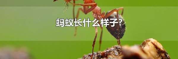 蚂蚁长什么样子?