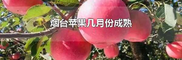 烟台苹果几月份成熟