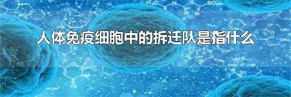 人体免疫细胞中的拆迁队是指什么