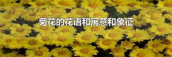 菊花的花语和寓意和象征