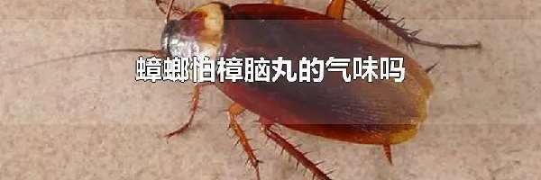 蟑螂怕樟脑丸的气味吗