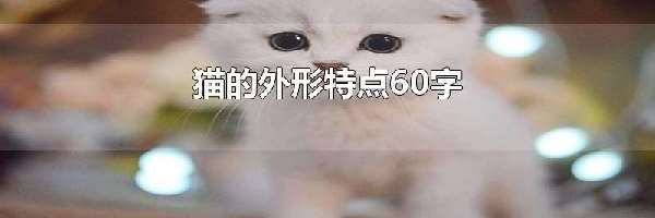 猫的外形特点60字