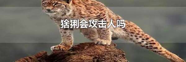 猞猁会攻击人吗